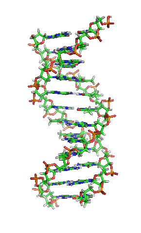 Strukturmodell einer DNA-Helix in B-Konformation (Animation). Die Stickstoff (blau) enthaltenden Nukleinbasen liegen waagrecht zwischen zwei Rückgratsträngen, welche sehr reich an Sauerstoff (rot) sind. Kohlenstoffatome sind grün dargestellt. Wasserstoff: weiß, Phosphor: orange